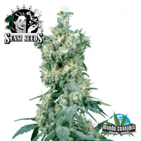 Sensi Seeds American Dream
