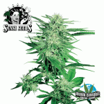Sensi Seeds Big Bud