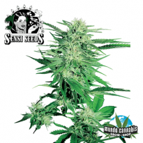 Sensi Seeds Big Bud