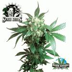 Sensi Seeds Black Domina