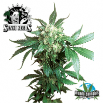 Sensi Seeds Black Domina