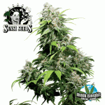 Sensi Seeds California Indica
