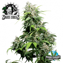 Sensi Seeds California Indica