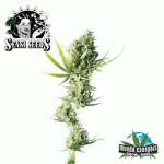 Sensi Seeds Durban