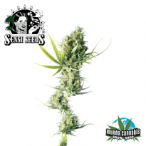 Sensi Seeds Durban
