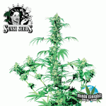 Sensi Seeds Early Girl