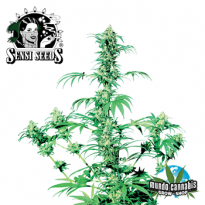 Sensi Seeds Early Girl