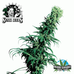 Sensi Seeds Early Pearl