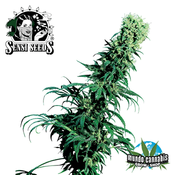Sensi Seeds Early Pearl