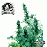 Sensi Seeds Early Skunk