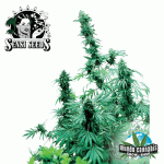 Sensi Seeds Early Skunk