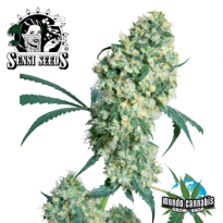 Sensi Seeds Ed Rosental Super Bud