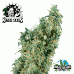 Sensi Seeds First Lady