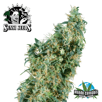 Sensi Seeds First Lady