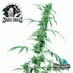 Sensi Seeds Fruity Juice
