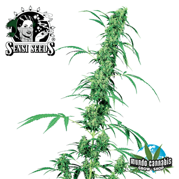 Sensi Seeds Fruity Juice