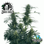 Sensi Seeds Guerrilla¥s Gusto