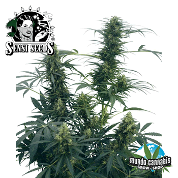 Sensi Seeds Guerrilla¥s Gusto