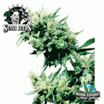 Sensi Seeds Hash Plant
