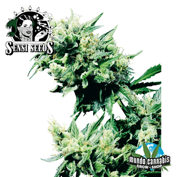 Sensi Seeds Hash Plant
