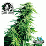 Sensi Seeds Hindu Kush