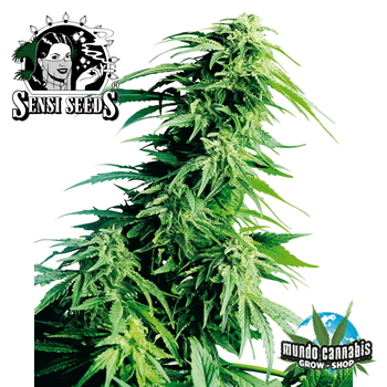 Sensi Seeds Hindu Kush