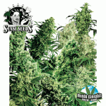 Sensi Seeds Indoor Mix