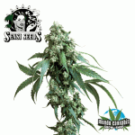 Sensi Seeds Jack Flash