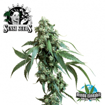 Sensi Seeds Jack Flash