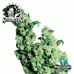 Sensi Seeds Jack Herer