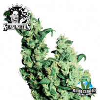 Sensi Seeds Jack Herer