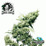 Sensi Seeds Jamaican Pearl