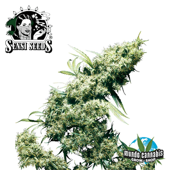 Sensi Seeds Jamaican Pearl