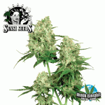 Sensi Seeds Maple Leaf Indica