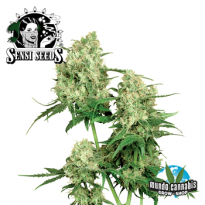 Sensi Seeds Maple Leaf Indica