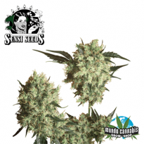 Sensi Seeds Marley¥s Collie