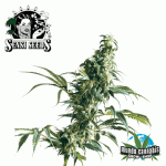 Sensi Seeds Mexican Sativa