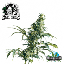 Sensi Seeds Mexican Sativa