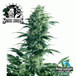 Sensi Seeds Mother¥s Finest