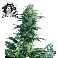 Sensi Seeds Mother¥s Finest