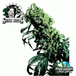 Sensi Seeds NL5xHaze