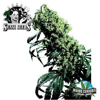 Sensi Seeds NL5xHaze