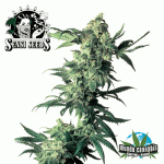 Sensi Seeds Northern Lights