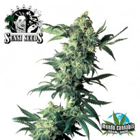 Sensi Seeds Northern Lights