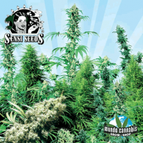 Sensi Seeds Outdoor Mix