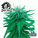 Sensi Seeds Ruderalis Indica