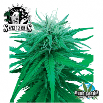 Sensi Seeds Ruderalis Indica