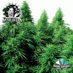 Sensi Seeds Ruderalis Skunk
