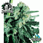 Sensi Seeds Sensi Skunk