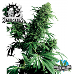 Sensi Seeds Shiva Shanti 1